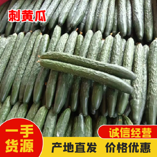 长沙徐闻密刺黄瓜 产地直供 货量充足