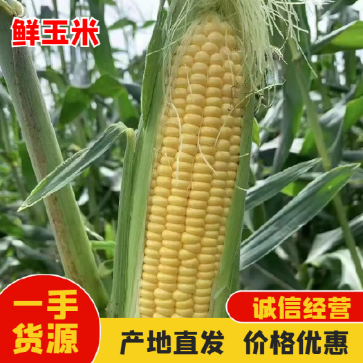 徐闻县新鲜玉米 徐闻产地直发 大量供货