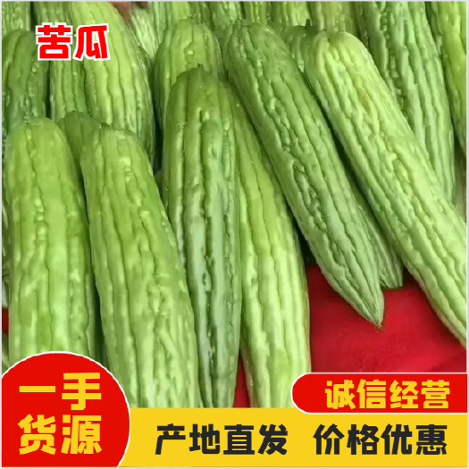 徐闻县新苗绿苦瓜 产地直销 当天现摘先发