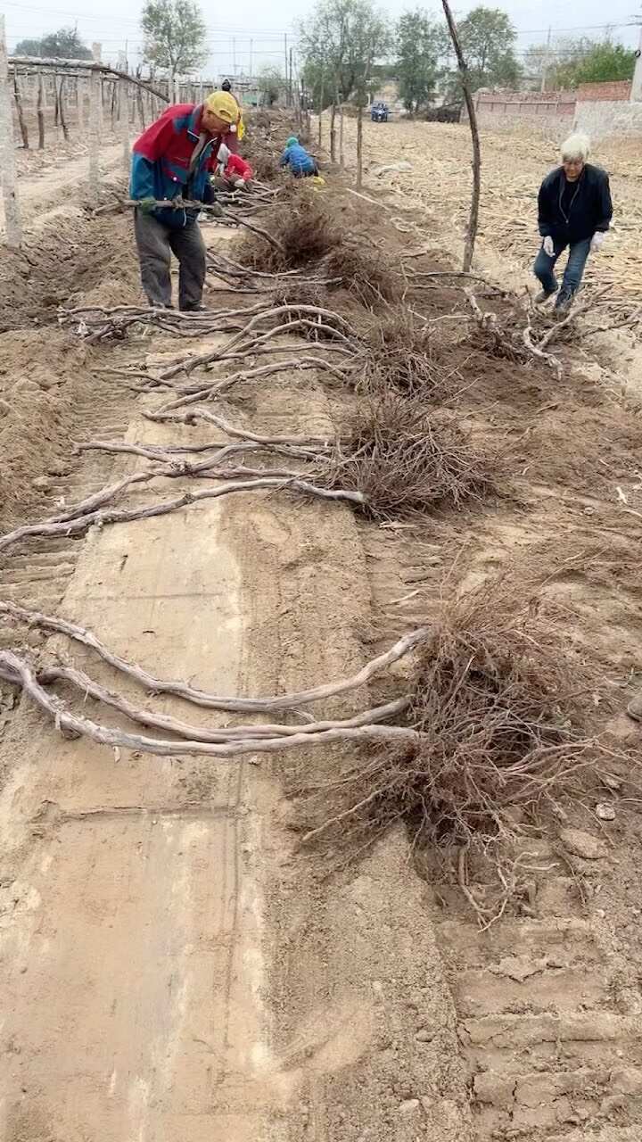 绛县占地树苗葡萄树苗 现挖现发 基地直销 量大从优