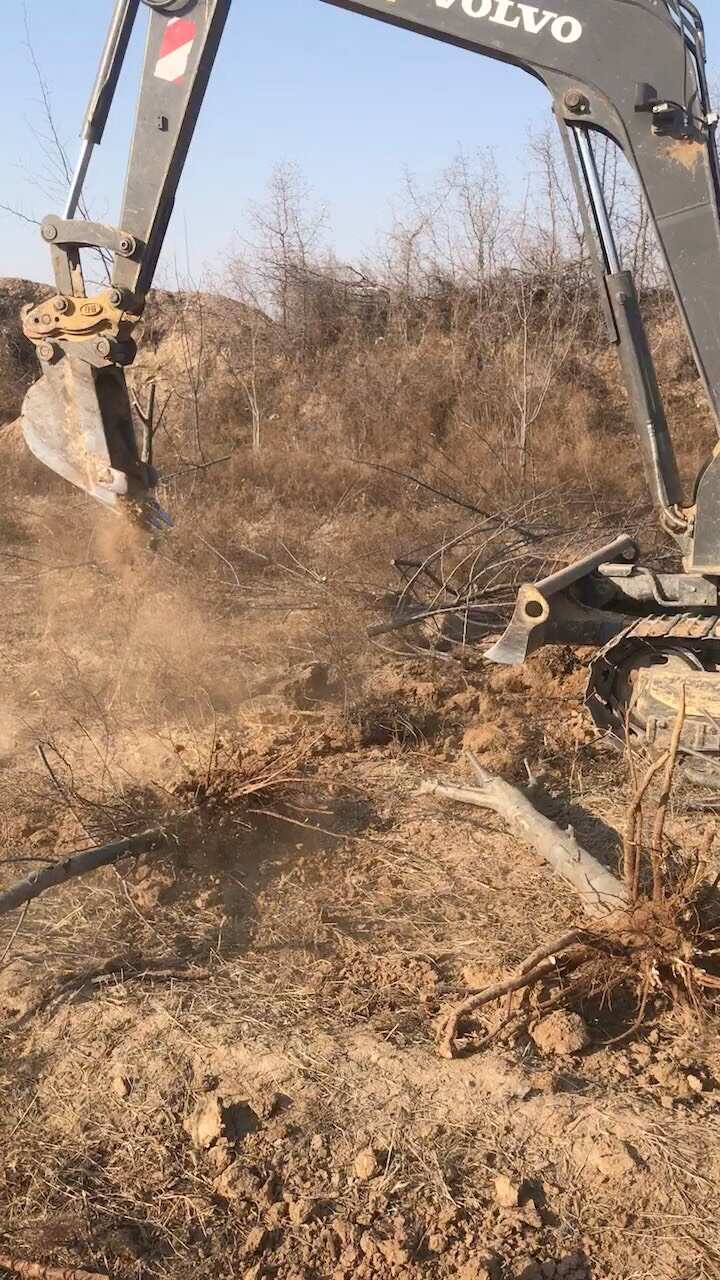 绛县占地树苗苹果树苗 现挖现发基地直销 量大从优