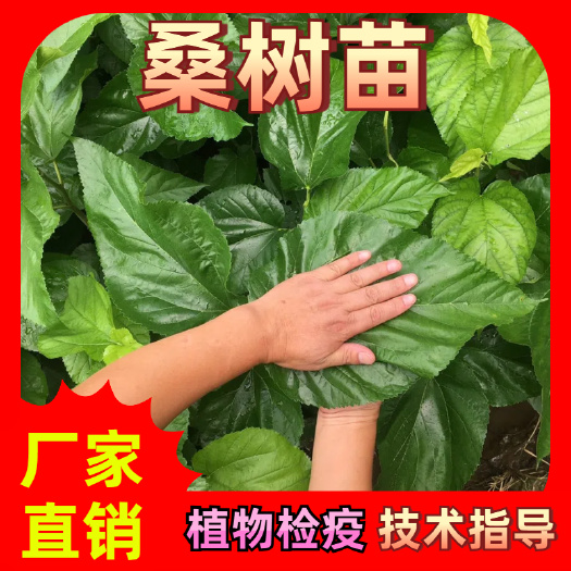 桑树苗 高度30公分 粗度0.5公分   技术指导 植物检疫