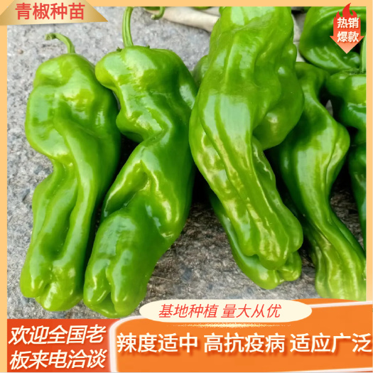 青椒苗