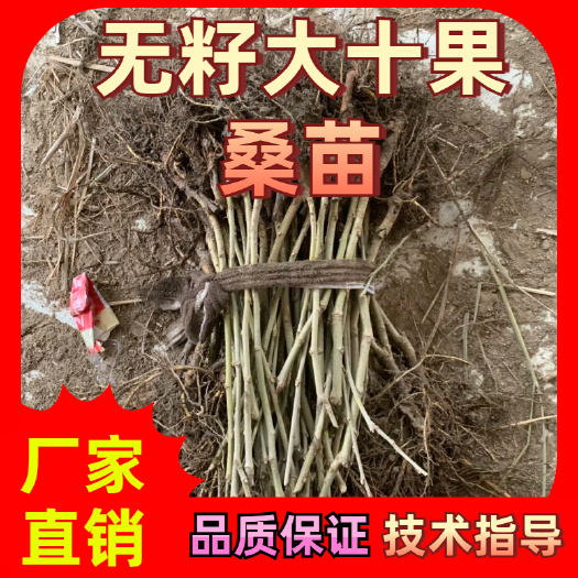 浙江30公分以上嫁接无籽大十果桑苗
