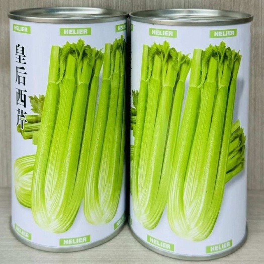 建瓯市皇后西芹种子 早熟西芹 生长速度快 可作中小棵芹菜种植