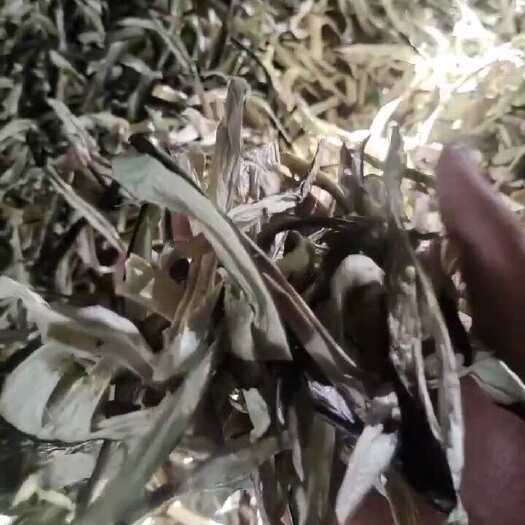 新货茄子条