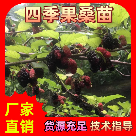 海宁市四季果桑苗 浙江海宁 30公分高 0.5公分粗 .嫁接苗