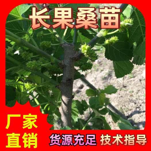 海宁市浙江海宁30公分以上长果桑嫁接苗.0.5公分以上