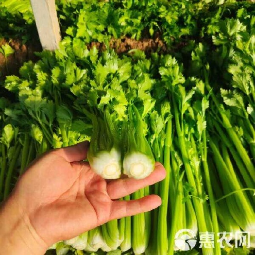 芹菜，产地直销好货，欢迎来电咨询订购