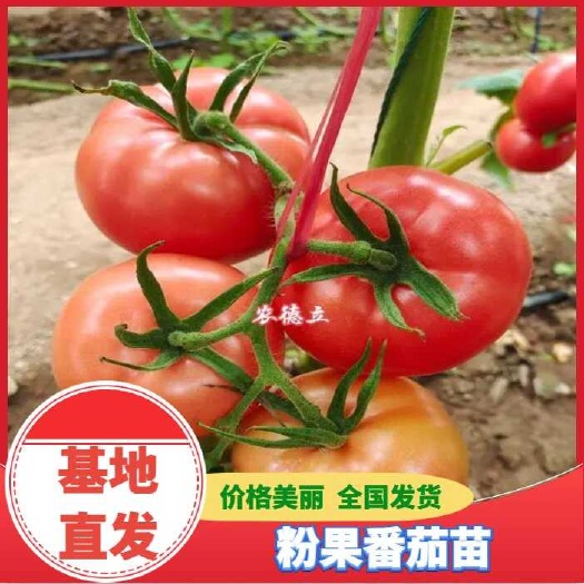 粉果番茄苗 西红柿苗 大果型 耐低温 抗病毒基地直发价格优惠