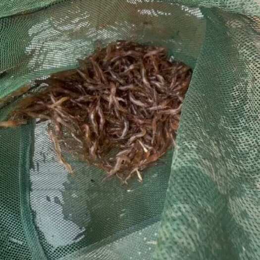 仁化县大小河虾