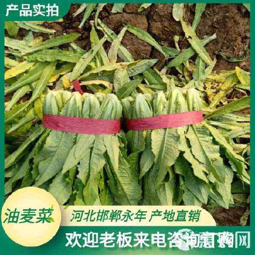 油麦菜，产地直供，商超。食堂等一站式采购