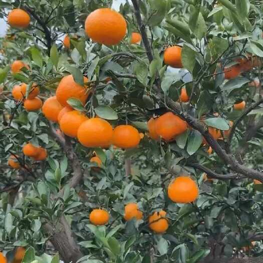 临海市涌泉蜜橘