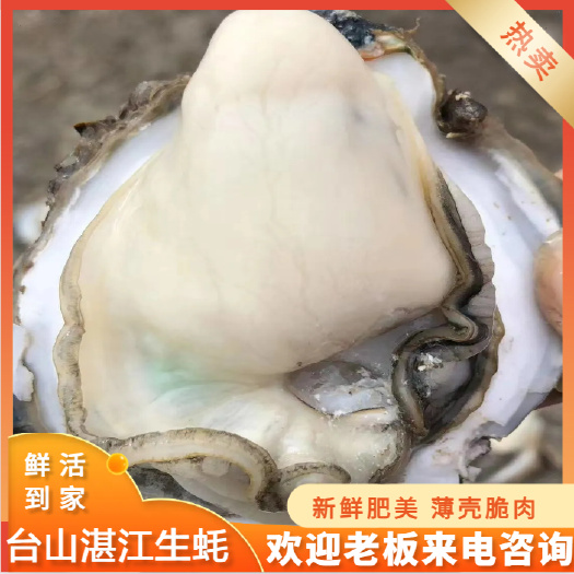 牡蛎 台山湛江生蚝 薄壳脆肉 产地直供 全国可发货
