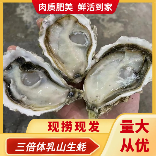 广州福建三倍体  鲜活发货  产地直销 全国发货