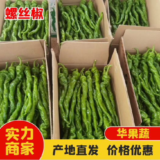 西昌市精品螺丝椒 保质保量 大量新鲜上市