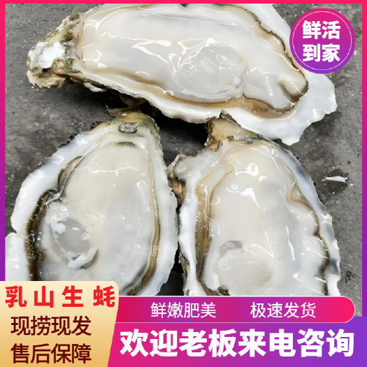 广州三倍体生蚝  乳山生蚝 净化蚝 产地直销 全国可发货