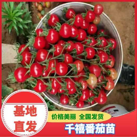 千禧番茄苗 西红柿苗 釜山88 草莓番茄苗 口感型番茄苗