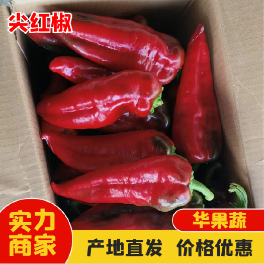 西昌市大凉山红尖椒 品质上乘 大量上市