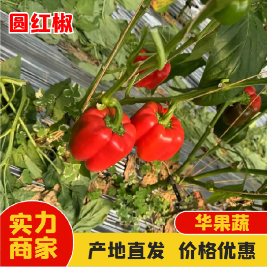 园红辣椒 西昌产地直发 新鲜上市