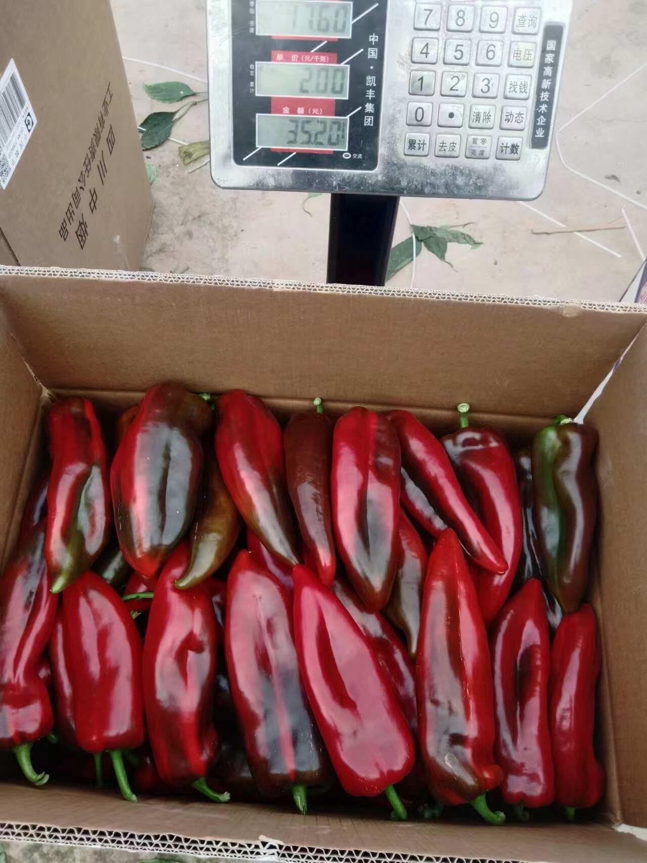 西昌尖红椒 当天采摘 诚信经营