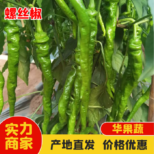四川西昌新鲜螺丝椒 当天采摘现发