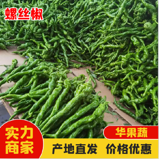 西昌螺丝椒 大量上市 新鲜采摘