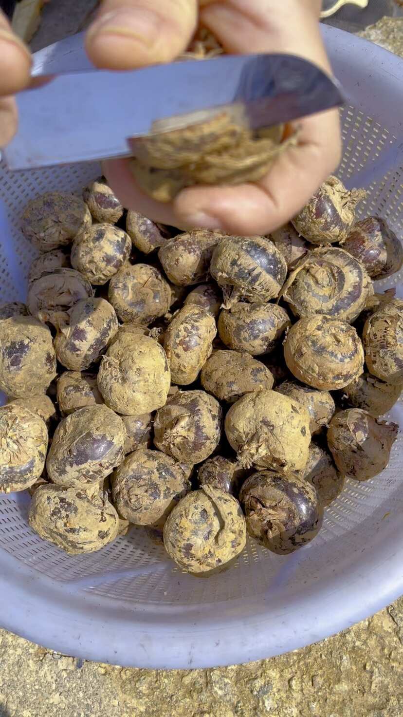 广西荔浦马蹄一件代发！脆甜化渣，现挖现发，电商代发，团购批发