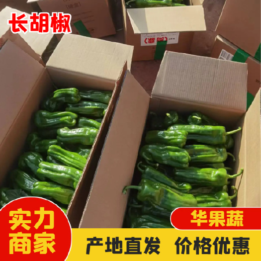 长胡椒 青皮泡椒 大量上市 产地直销