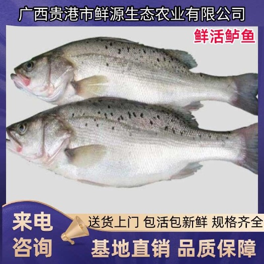 淡水鲈鱼鲜活非宰杀鲈鱼新鲜鱼，广西活体淡水鱼，欢迎老板来电