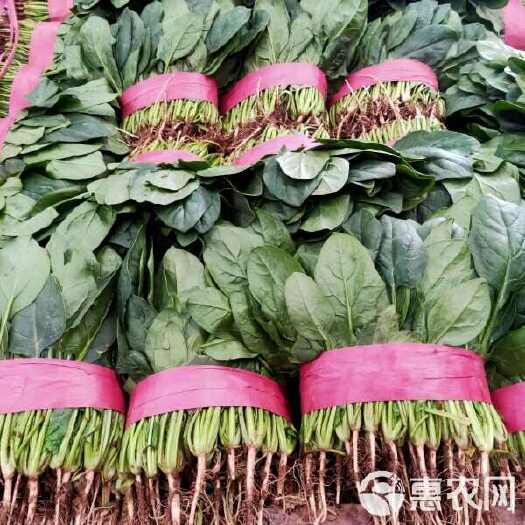邯郸河北邯郸 大量菠菜上市   现货现发 欢迎采购