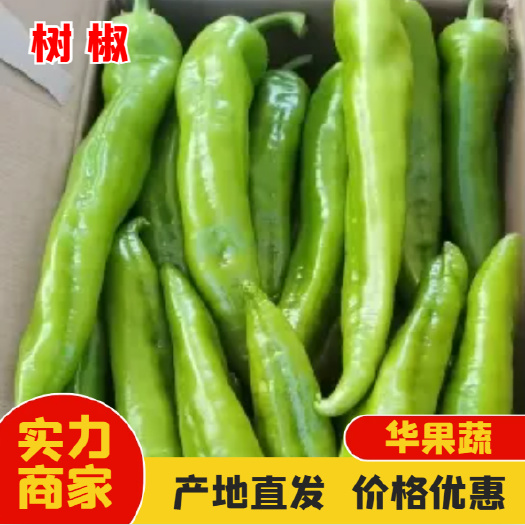西昌黄皮尖椒（树椒） 大量上市 一手货源