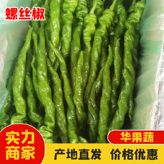 西昌精品螺丝椒 新鲜采摘 当日发货