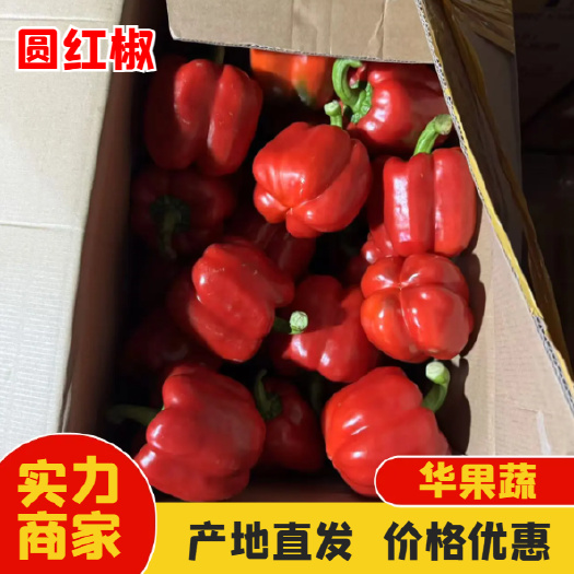 圆红椒新鲜上市 货量充足 产地直发