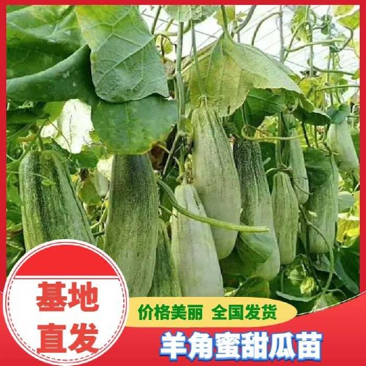 羊角蜜甜瓜苗  甜瓜苗 嫁接甜瓜苗 绿宝石 西瓜苗