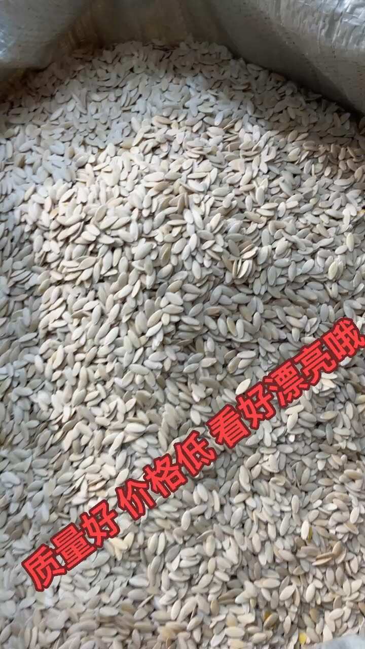 黄瓜子 黄瓜籽 黄瓜子东北老黄瓜籽中药材接骨黄瓜子