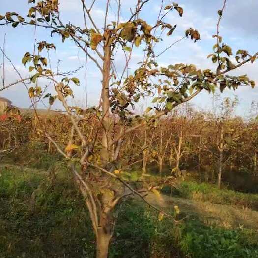 襄樊翠冠梨树5年苗，6公分