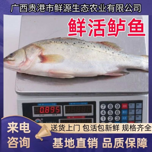 淡水鲈鱼新鲜国产冰鲜大鱼鲜活批发，量大从优