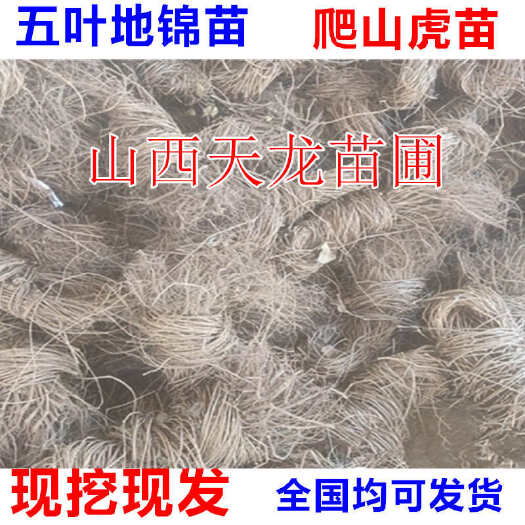绛县爬山虎 五叶地锦苗 五叶地锦 爬山虎树苗 爬山虎苗杯苗