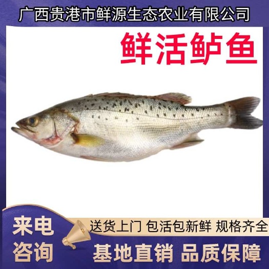 广西鲜活淡水鲈鱼大量批发，量大从优，来电有惊喜