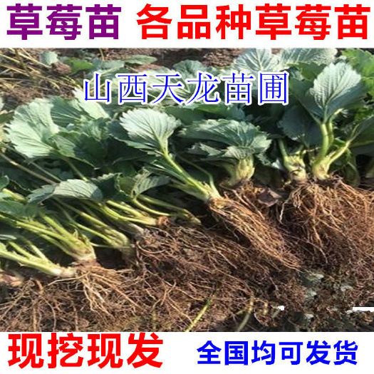 新绛县章姬草莓苗 草莓苗批发奶油草莓苗红颜草莓苗草莓苗批发