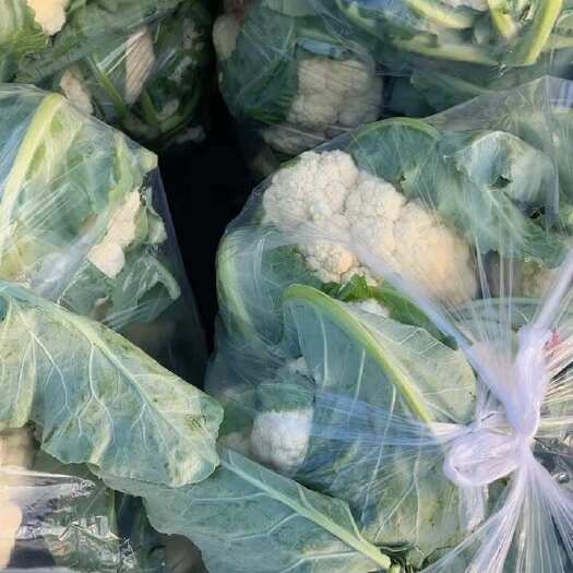 优质白花菜花 产地直发 新鲜采摘，全国代发