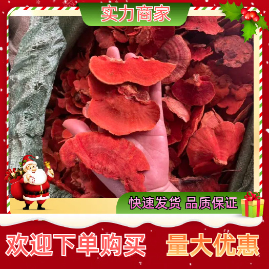 玉林牛樟芝灵芝红血栓 红栓菌 红菌一手货源产地直发
