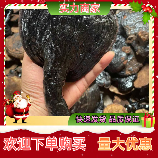 玉林反柄灵芝 紫灵芝 无柄灵芝 灵芝 不苦一手货源批发