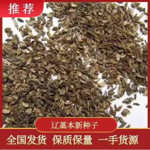 清原县辽藁本新种子提供种植技术指导，基地直发价格实惠