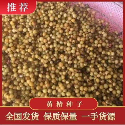 清原县东北鸡头黄精新种子种苗