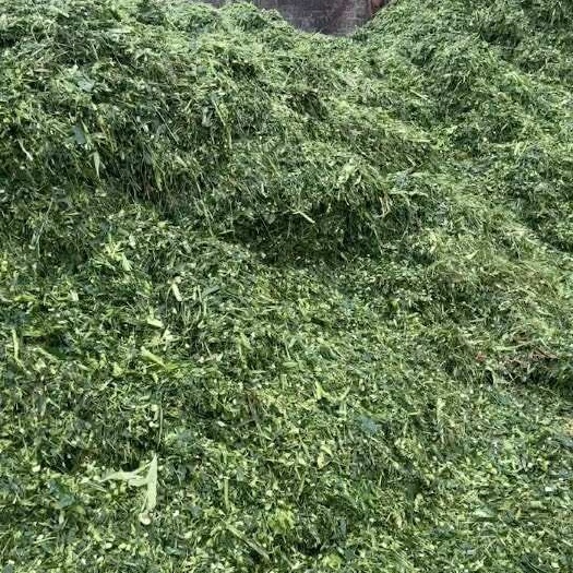 遂溪县玉米秸秆今年量大 价格有优势