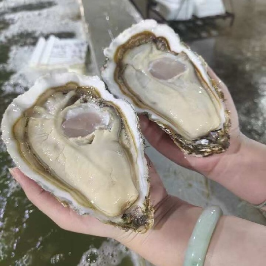饶平县鸿运水产生蚝原产地批发生蚝三倍体全壳蚝肉