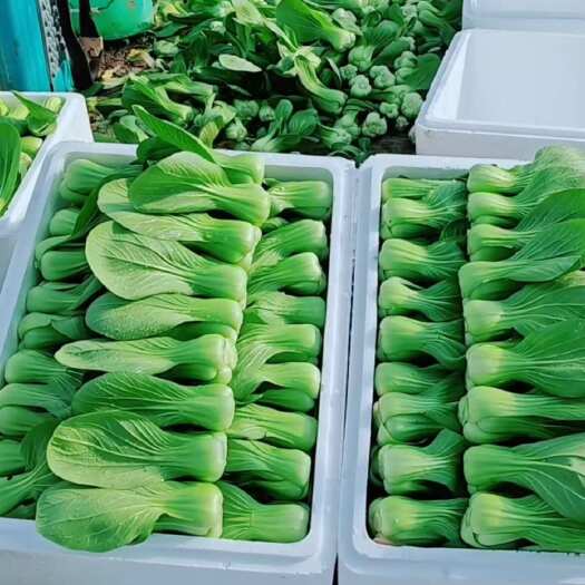 邯郸河北鲜嫩小白菜 上海青300g 邯郸直发