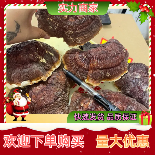 玉林长白山松杉灵芝白心白肉灵芝产地直供，一手货源稳定供货